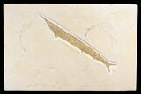 Jurassic, Predatory Fish (Belonostomus) - Solnhofen Limestone #159681-1